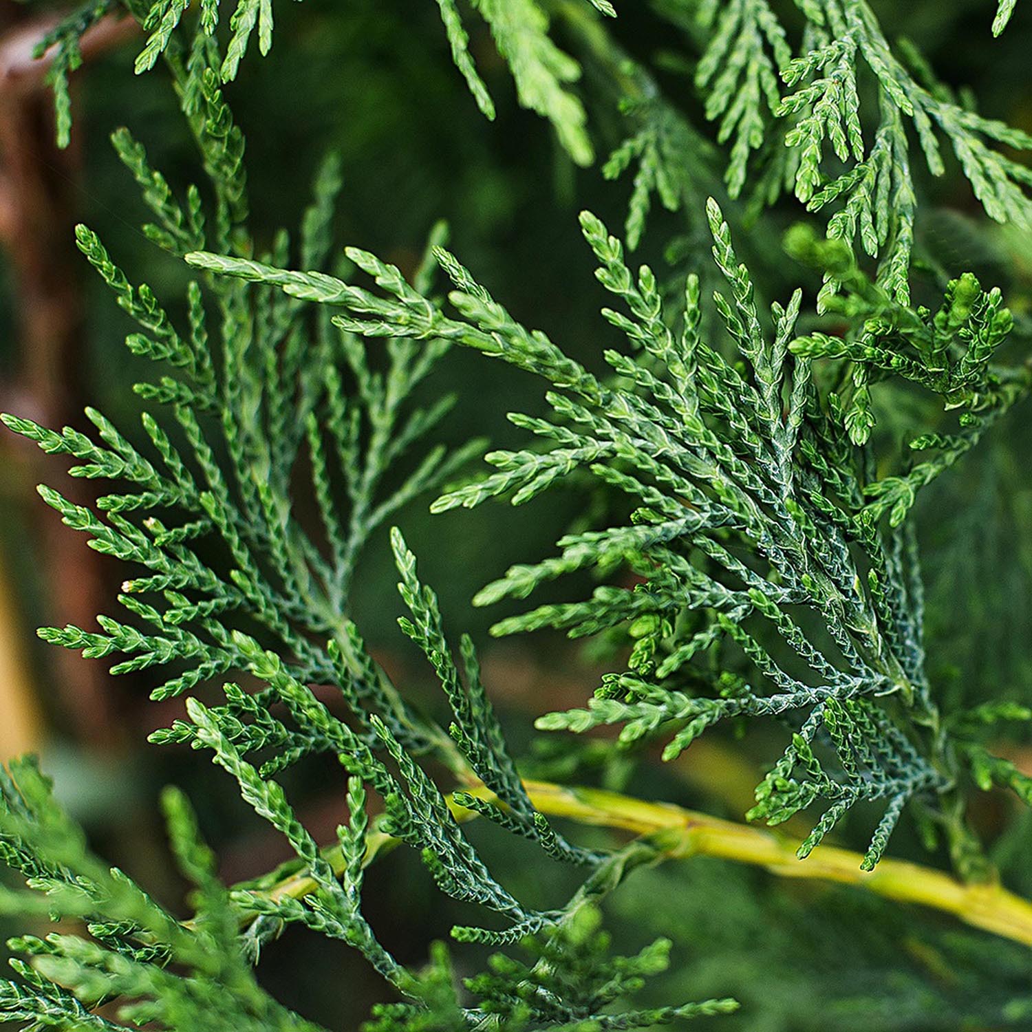 Chiparos Leylandii,  gard viu rapid vesnic verde, crestere rapida, conifer foare rezistent la boli - Image 12