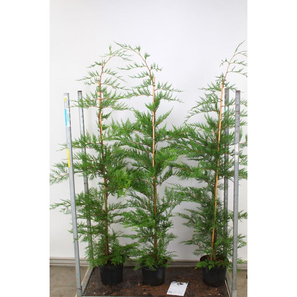 Chiparos Leylandii,  gard viu rapid vesnic verde, crestere rapida, conifer foare rezistent la boli - Image 13