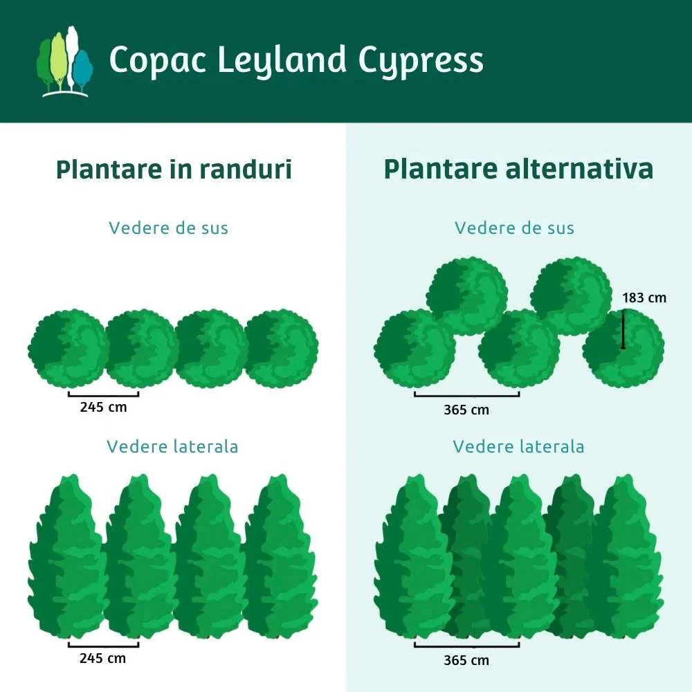 Chiparos Leylandii,  gard viu rapid vesnic verde, crestere rapida, conifer foare rezistent la boli - Image 3