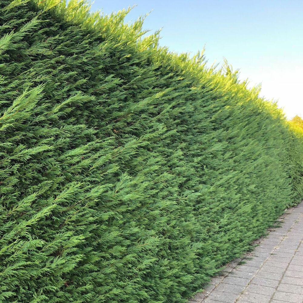 Chiparos Leylandii,  gard viu rapid vesnic verde, crestere rapida, conifer foare rezistent la boli - Image 7