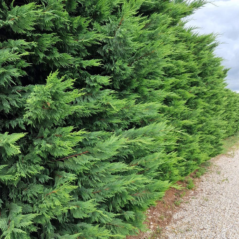 Chiparos Leylandii,  gard viu rapid vesnic verde, crestere rapida, conifer foare rezistent la boli - Image 9