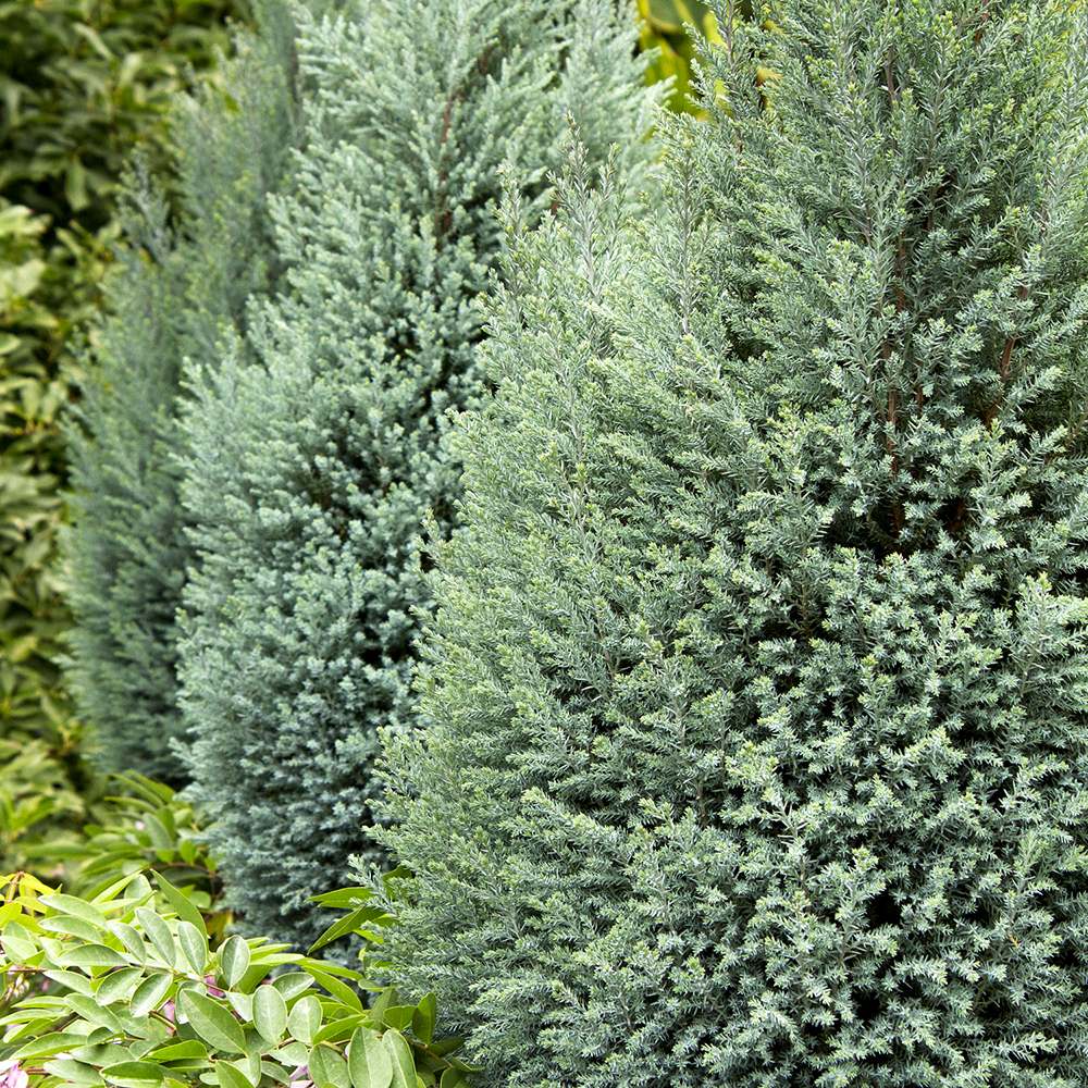 Chiparos Pitic alb-argintiu Ellwoods'S Snow White, conifer decorativ, vesnic verde, varfuri alb-argintii, port conic - Image 3