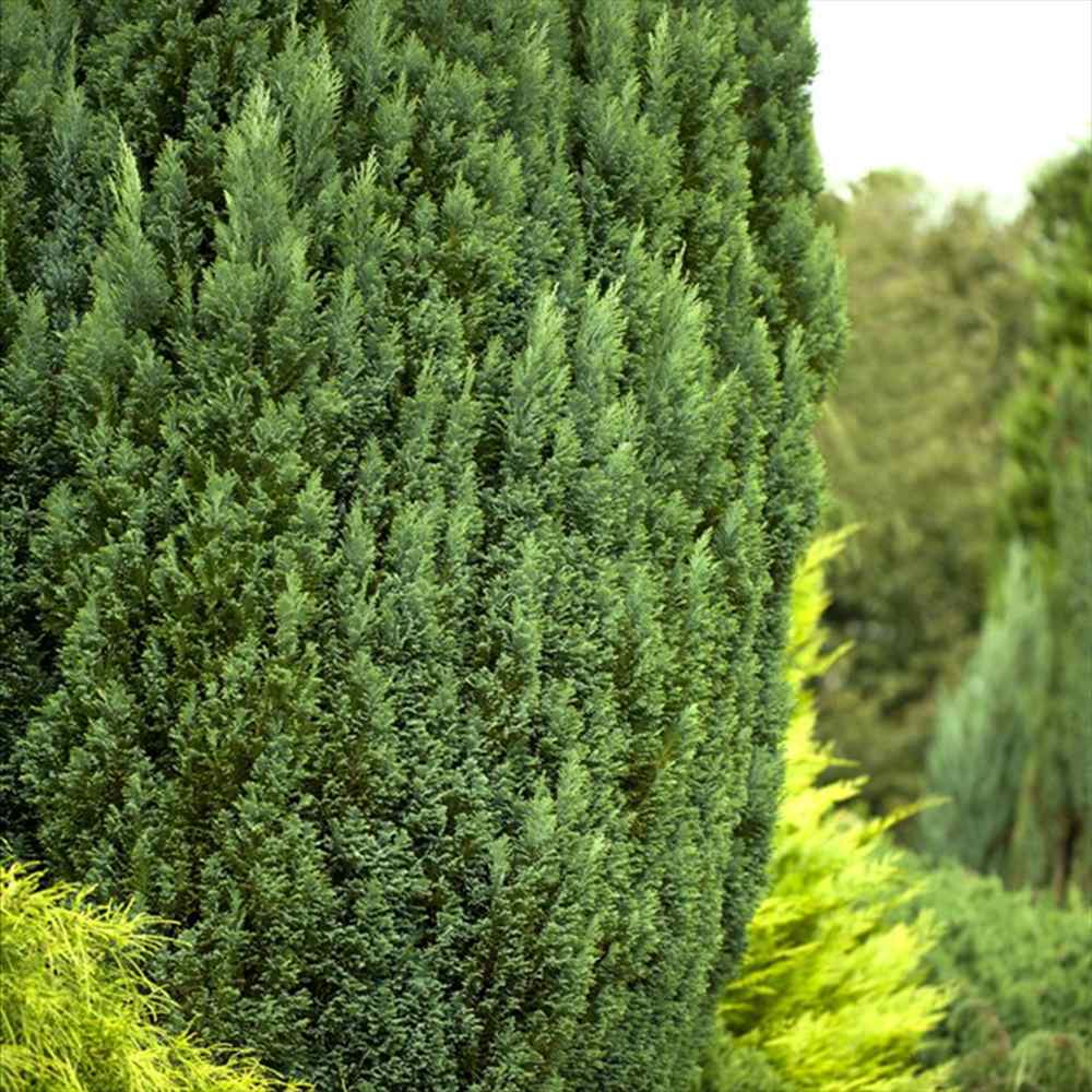 Chiparos Pitic alb-argintiu Ellwoods'S Snow White, conifer decorativ, vesnic verde, varfuri alb-argintii, port conic - Image 4