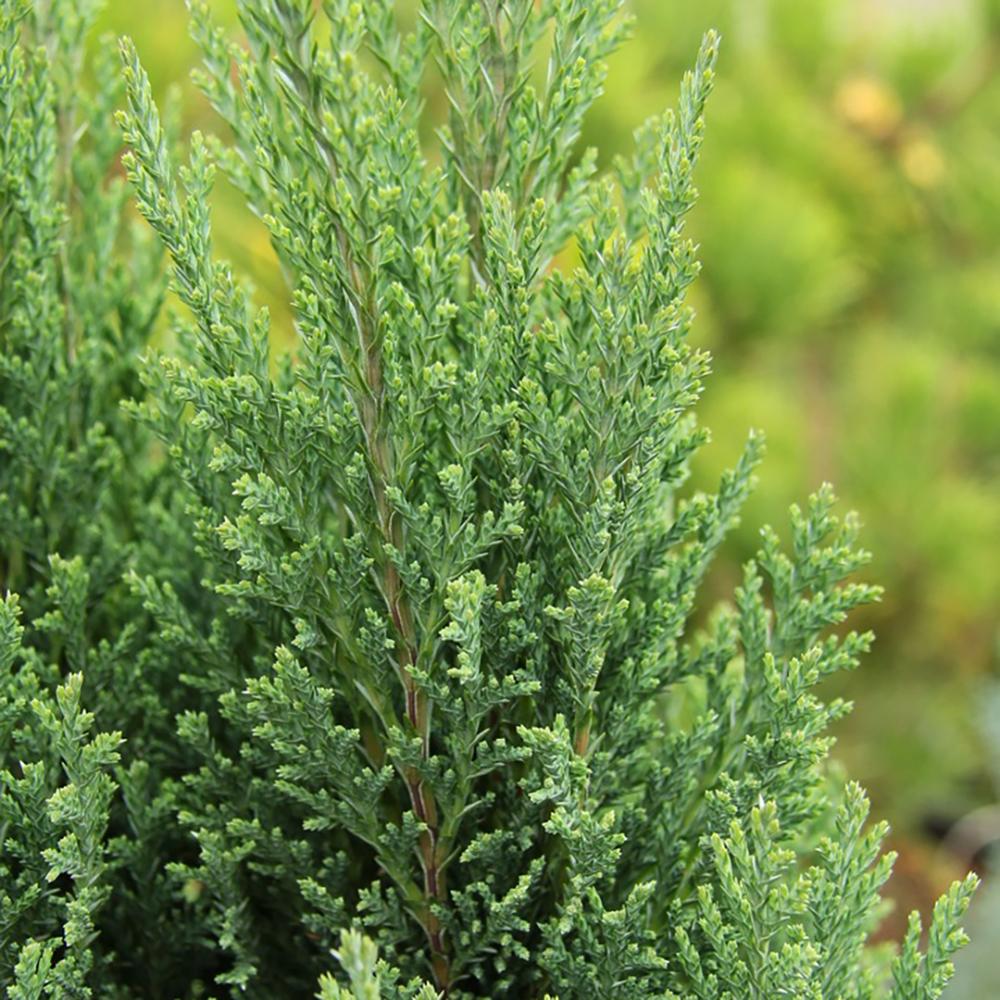 Chiparos Pitic alb-argintiu Ellwoods'S Snow White, conifer decorativ, vesnic verde, varfuri alb-argintii, port conic - Image 5