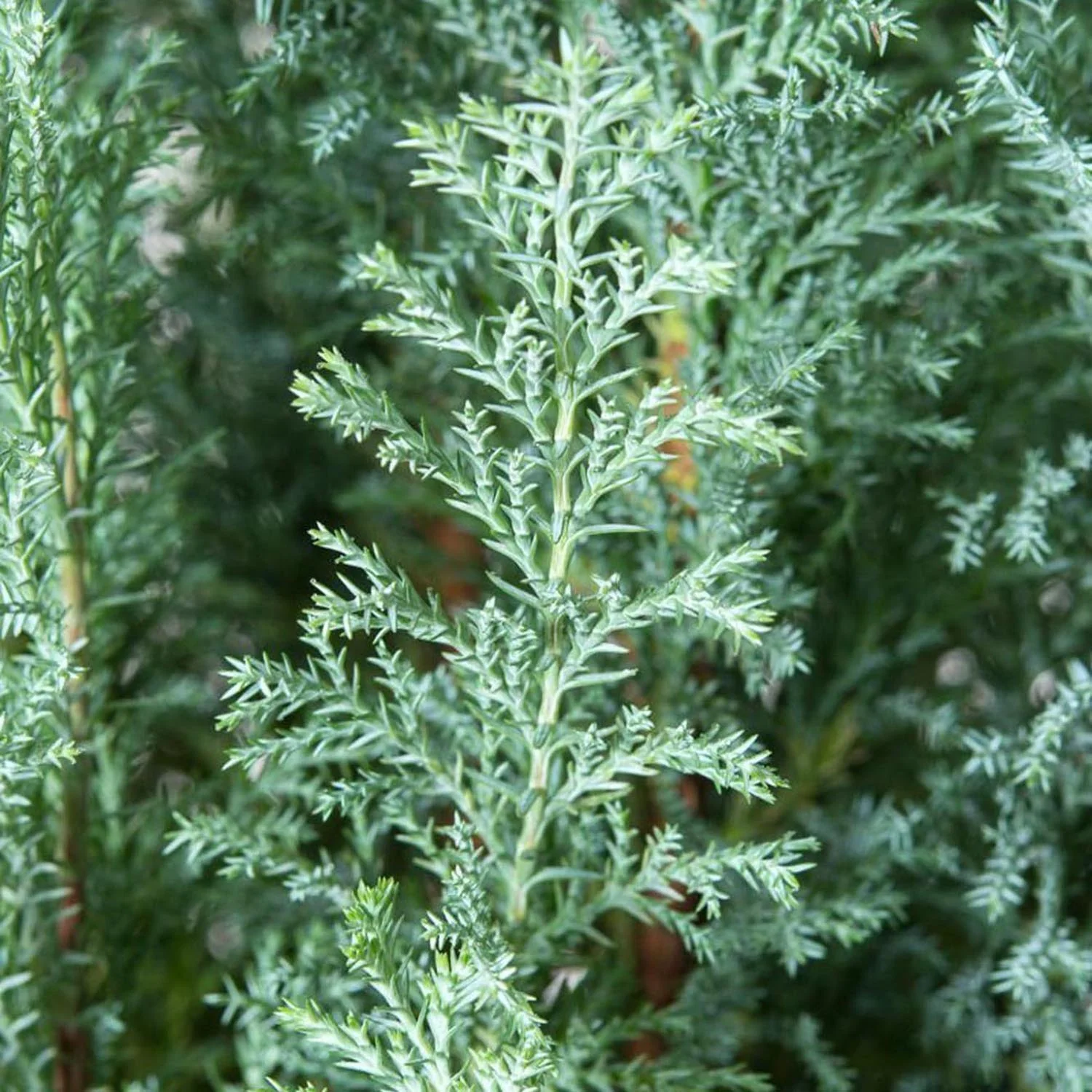 Chiparos Pitic alb-argintiu Ellwoods'S Snow White, conifer decorativ, vesnic verde, varfuri alb-argintii, port conic - Image 6