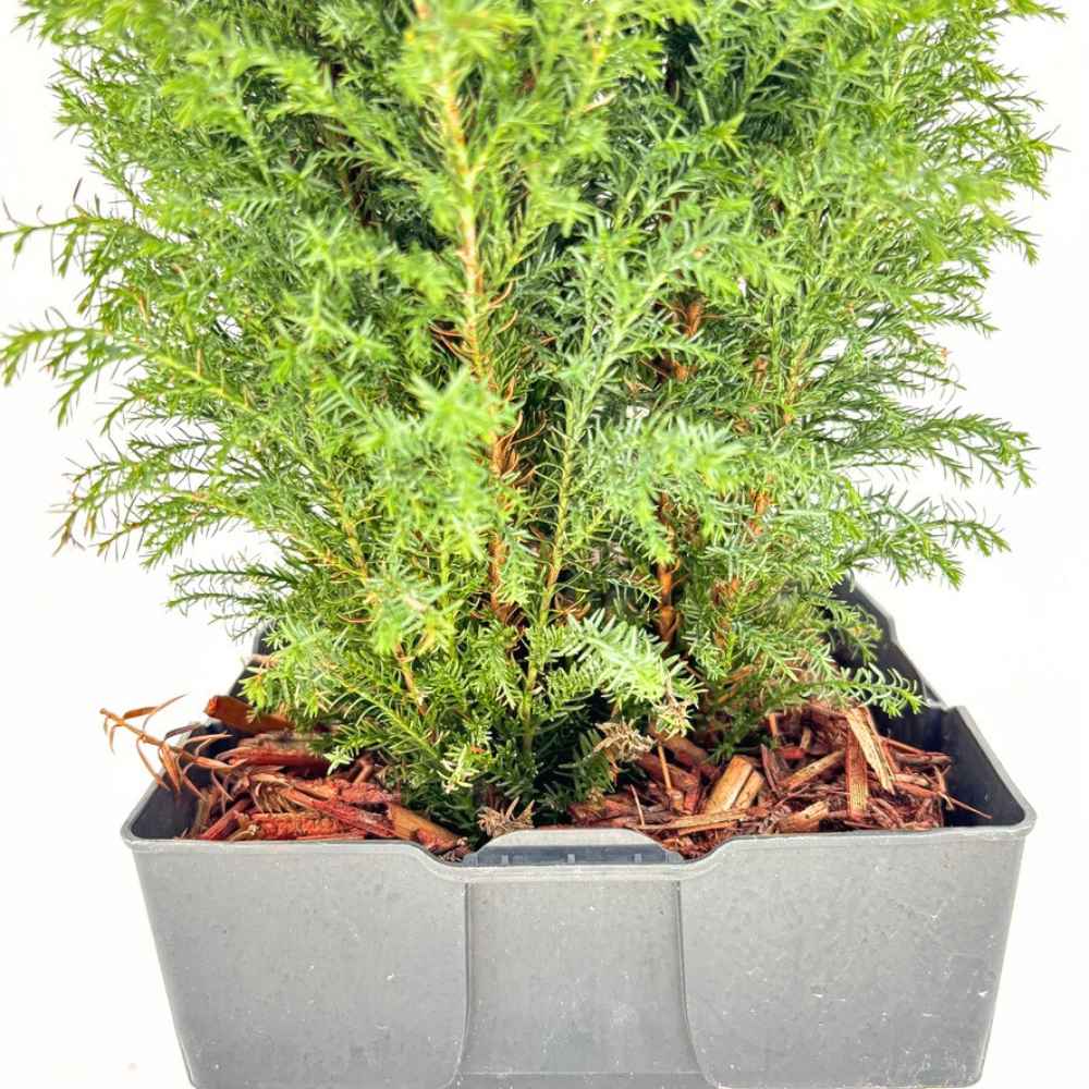 Chiparos Pitic alb-argintiu Ellwoods'S Snow White, conifer decorativ, vesnic verde, varfuri alb-argintii, port conic - Image 8