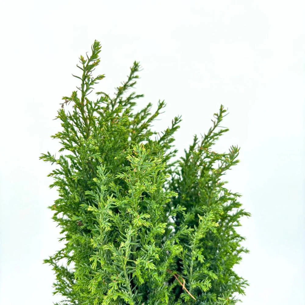 Chiparos Pitic alb-argintiu Ellwoods'S Snow White, conifer decorativ, vesnic verde, varfuri alb-argintii, port conic - Image 9