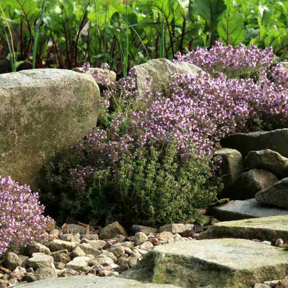 Cimbrisor de Gradina Foxley, flori roz-albe, decorativ si aromat cu frunze pestrite, rezistent frig - Image 3