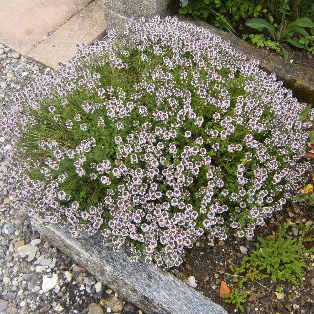 Cimbrisor roz-carmin Magic Carpet, tarator si intens aromat - Image 3