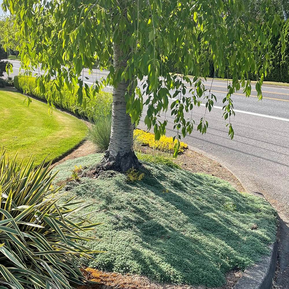 Cimbrisor roz-carmin Magic Carpet, tarator si intens aromat - Image 4