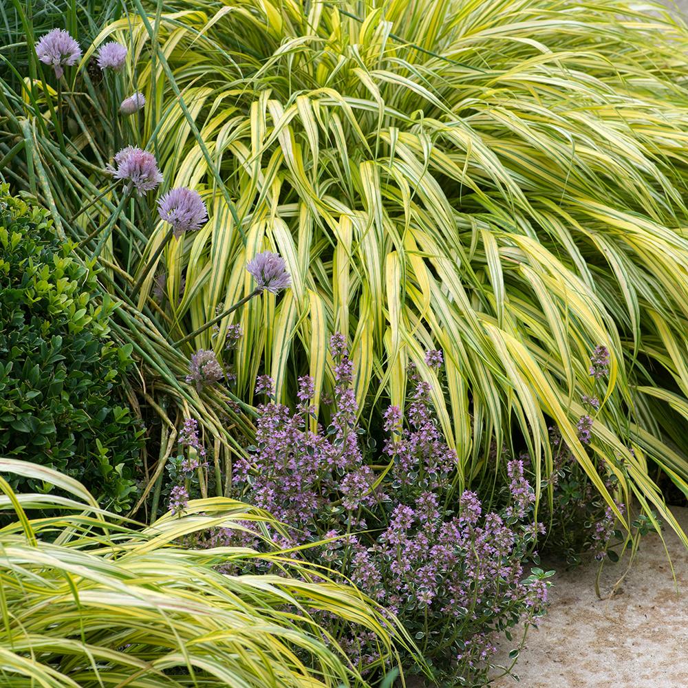 Cimbrisor roz-carmin Magic Carpet, tarator si intens aromat - Image 5