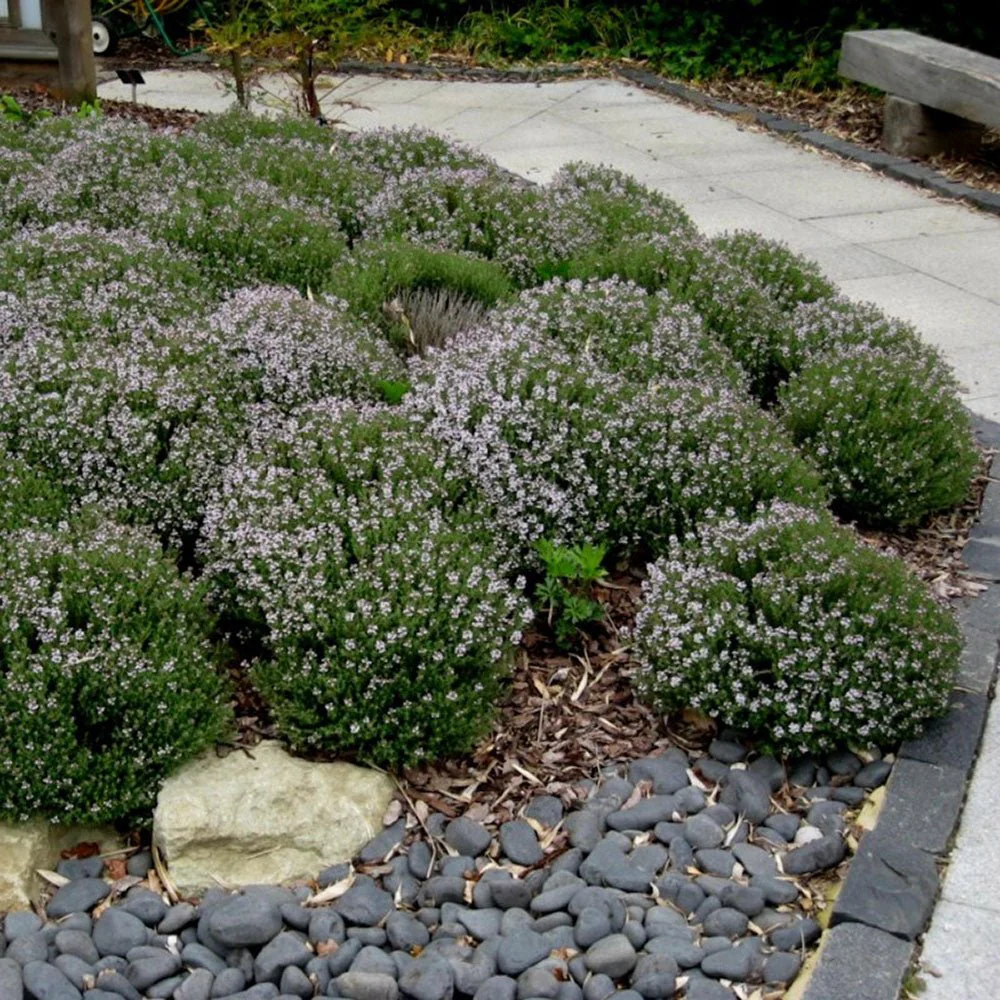 Cimbrisor roz-carmin Magic Carpet, tarator si intens aromat - Image 6