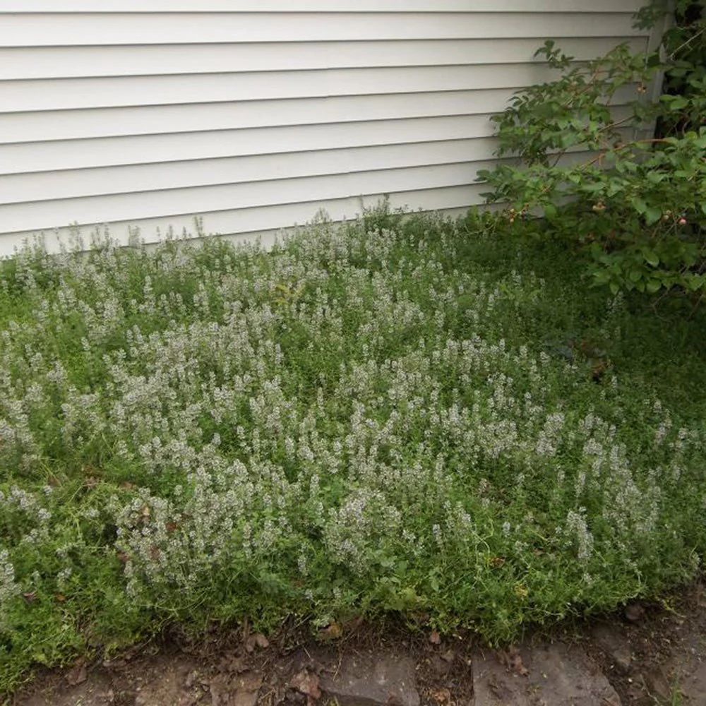 Cimbrisor roz-carmin Magic Carpet, tarator si intens aromat - Image 7