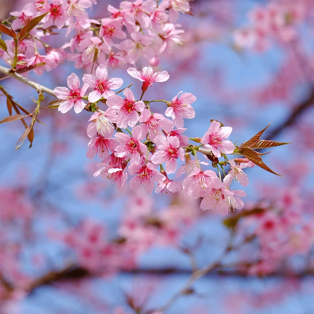 Cires Dulce (Prunus Avium) Stella, cu fructe dulci rosii-inchis, an 2 pe rod - Image 5