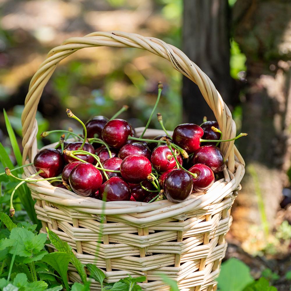 Cires Dulce (Prunus Avium) Stella, cu fructe dulci rosii-inchis, an 2 pe rod - Image 7