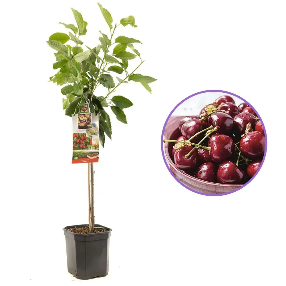 Cires Dulce (Prunus Avium) Stella, cu fructe dulci rosii-inchis, an 2 pe rod - Image 9