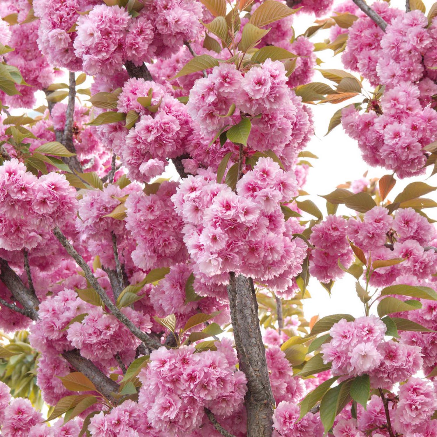 Copac Sakura, Cires Japonez roz Kanzan,arbore ornamental cu flori duble roz, inflorire spectaculoasa de primavara, rezistent la ger - Image 10