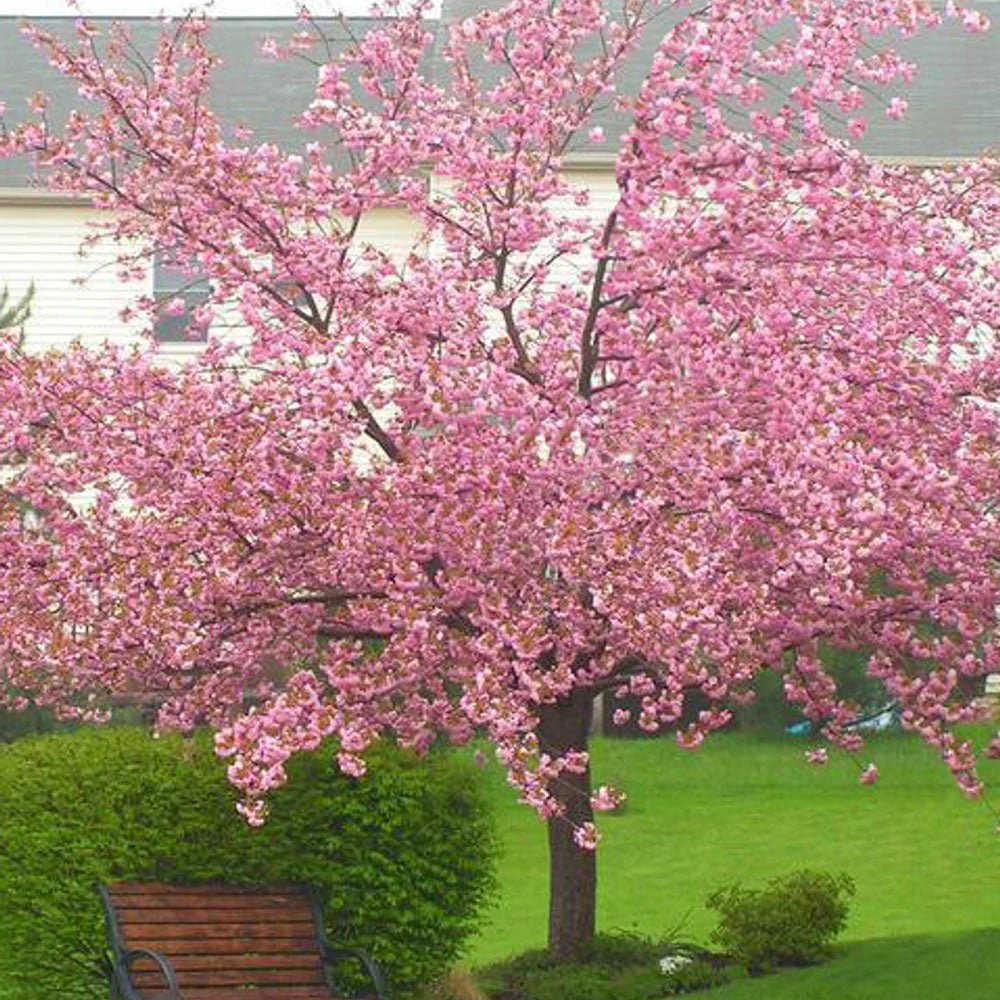 Copac Sakura, Cires Japonez roz Kanzan,arbore ornamental cu flori duble roz, inflorire spectaculoasa de primavara, rezistent la ger - Image 3