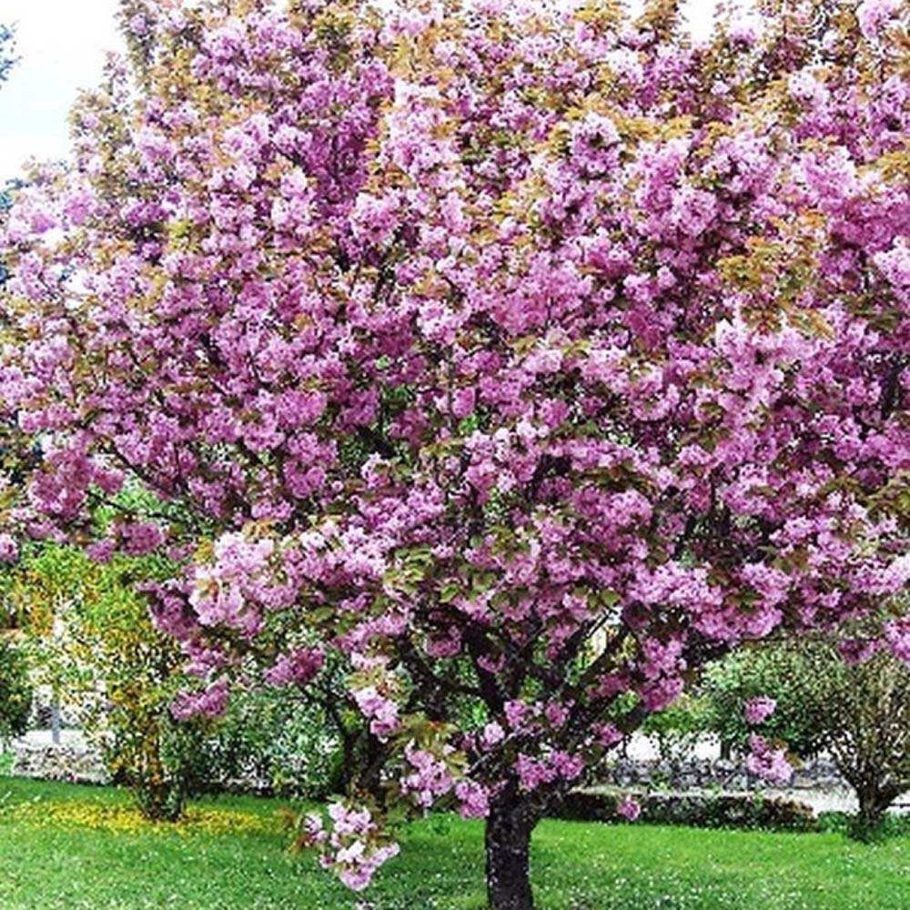 Copac Sakura, Cires Japonez roz Kanzan,arbore ornamental cu flori duble roz, inflorire spectaculoasa de primavara, rezistent la ger - Image 5