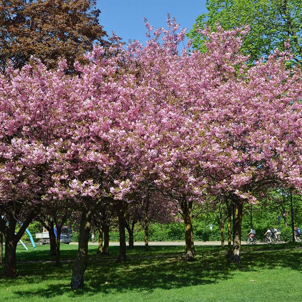 Copac Sakura, Cires Japonez roz Kanzan,arbore ornamental cu flori duble roz, inflorire spectaculoasa de primavara, rezistent la ger - Image 6