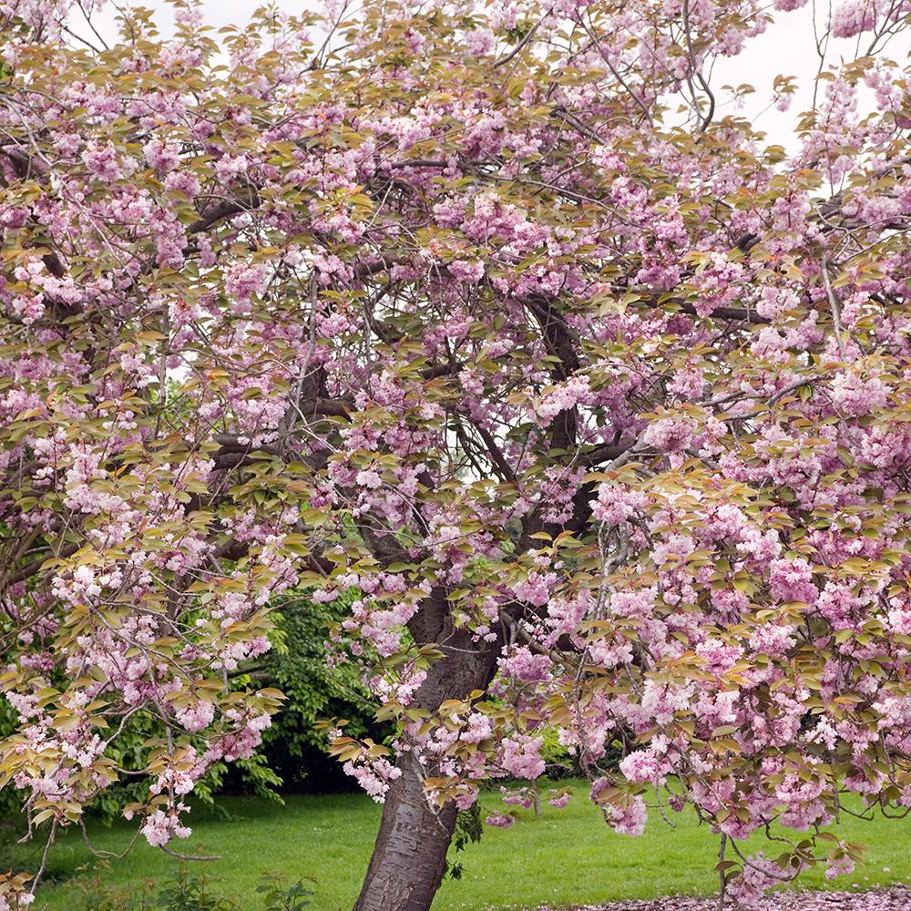 Copac Sakura, Cires Japonez roz Kanzan,arbore ornamental cu flori duble roz, inflorire spectaculoasa de primavara, rezistent la ger - Image 7
