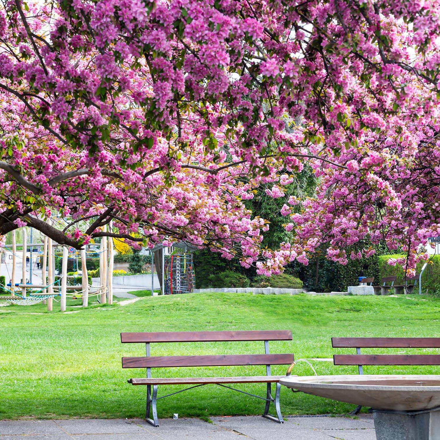 Copac Sakura, Cires Japonez roz Kanzan,arbore ornamental cu flori duble roz, inflorire spectaculoasa de primavara, rezistent la ger - Image 8