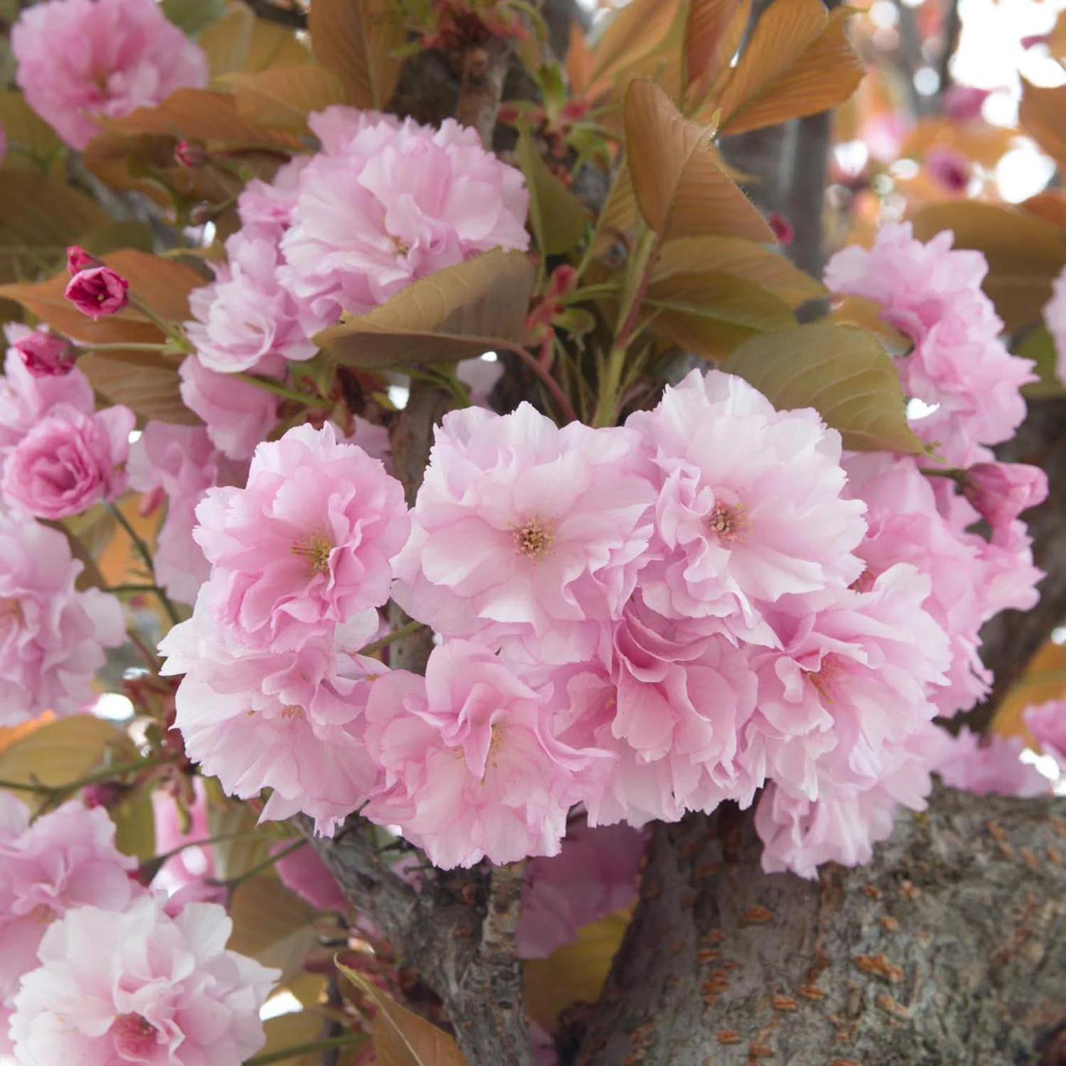 Copac Sakura, Cires Japonez roz Kanzan,arbore ornamental cu flori duble roz, inflorire spectaculoasa de primavara, rezistent la ger - Image 9