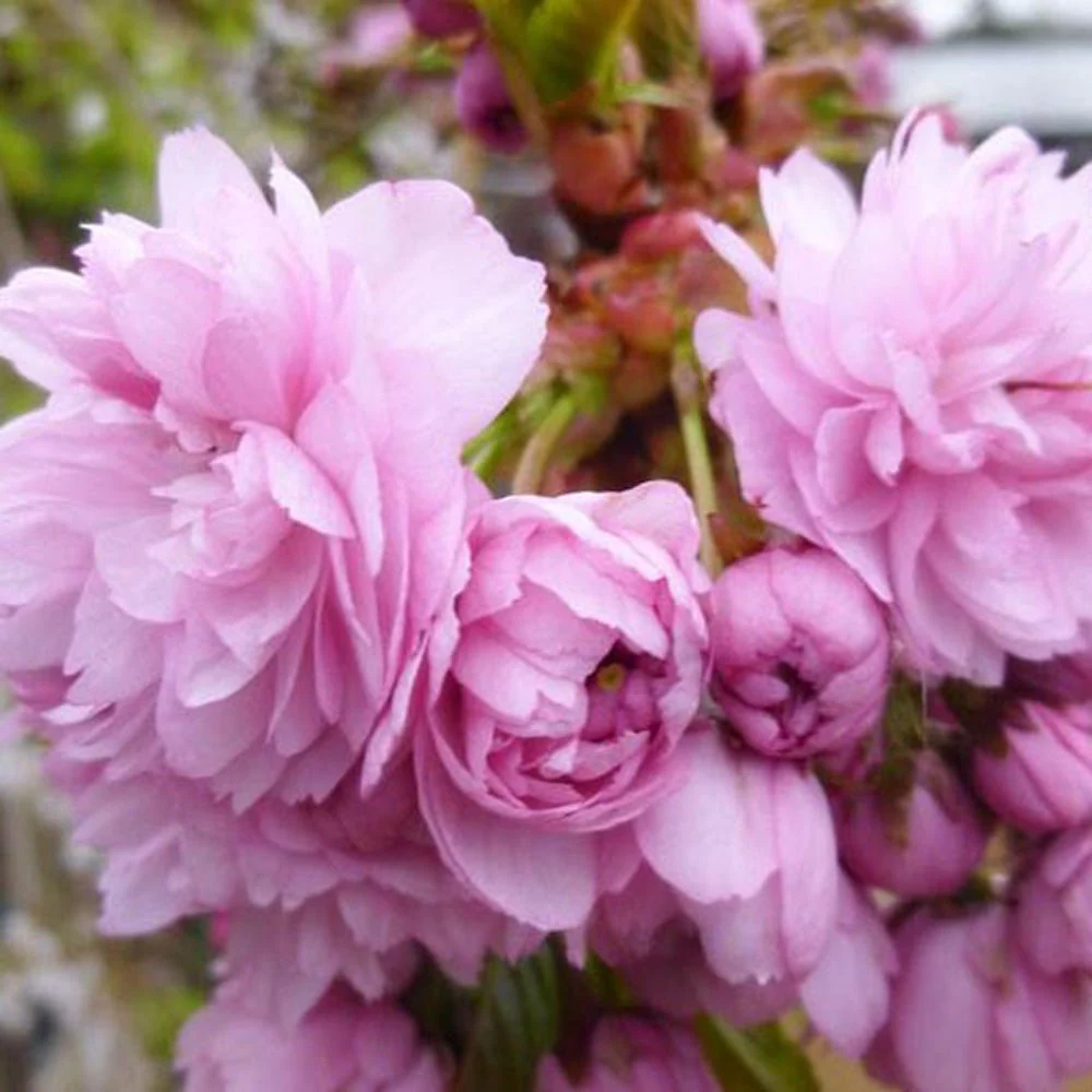 Copac Sakura, Cires Japonez plangator Kiku-Shidare-Zakura, cu flori roz duble, arbore ornamental de primavara, rezistent la ger - Image 10