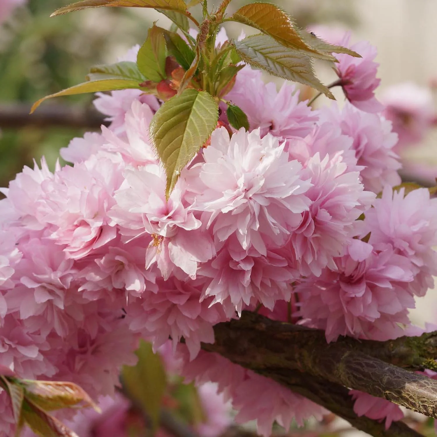 Copac Sakura, Cires Japonez plangator Kiku-Shidare-Zakura, cu flori roz duble, arbore ornamental de primavara, rezistent la ger - Image 12