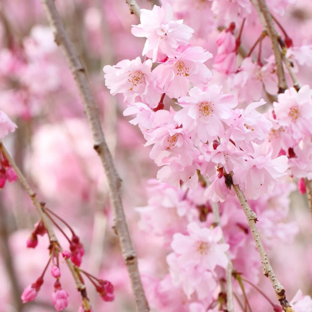 Copac Sakura, Cires Japonez plangator Kiku-Shidare-Zakura, cu flori roz duble, arbore ornamental de primavara, rezistent la ger - Image 14