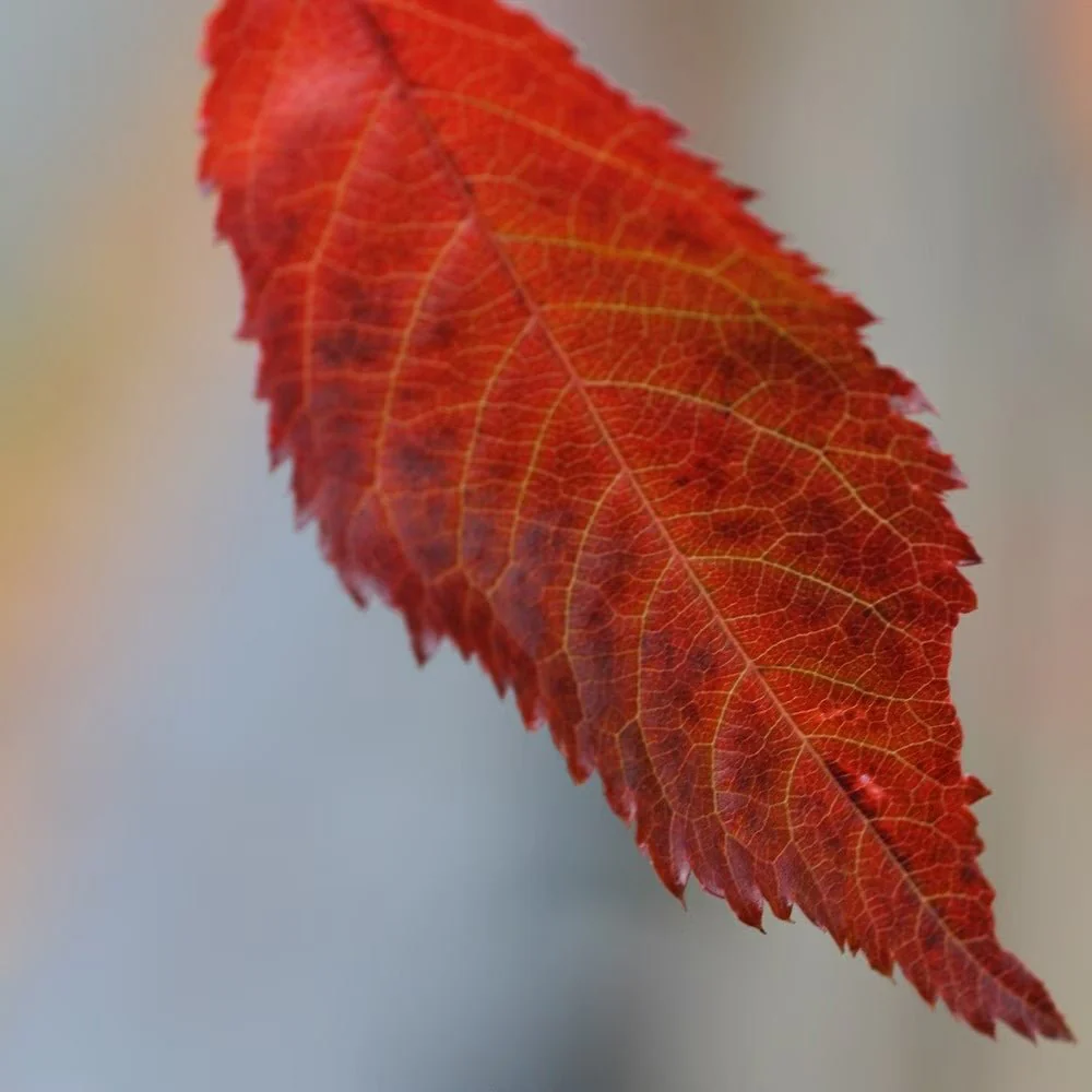 Copac Sakura, Cires Japonez plangator Kiku-Shidare-Zakura, cu flori roz duble, arbore ornamental de primavara, rezistent la ger - Image 15