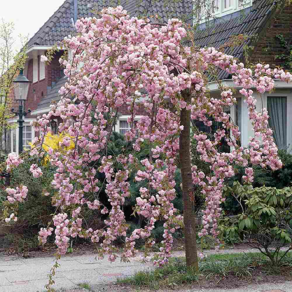 Copac Sakura, Cires Japonez plangator Kiku-Shidare-Zakura, cu flori roz duble, arbore ornamental de primavara, rezistent la ger - Image 4