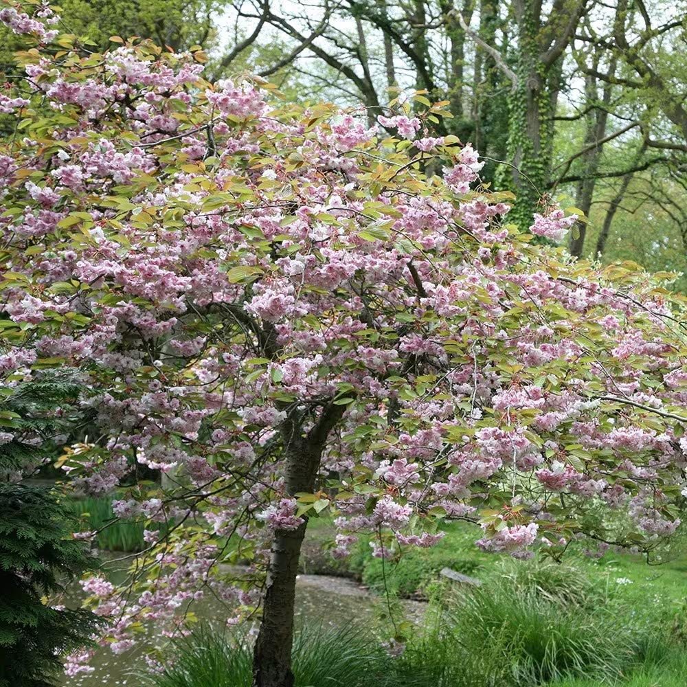 Copac Sakura, Cires Japonez plangator Kiku-Shidare-Zakura, cu flori roz duble, arbore ornamental de primavara, rezistent la ger - Image 5