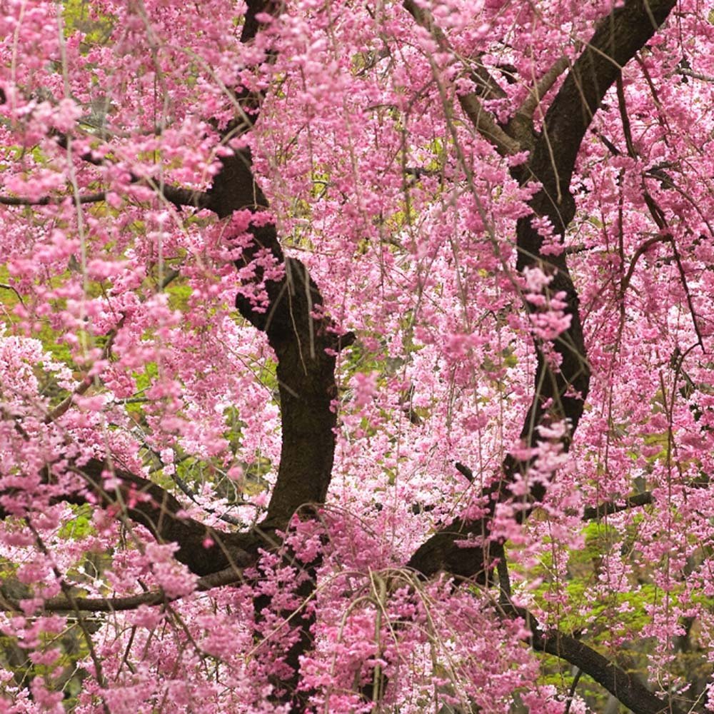Copac Sakura, Cires Japonez plangator Kiku-Shidare-Zakura, cu flori roz duble, arbore ornamental de primavara, rezistent la ger - Image 7