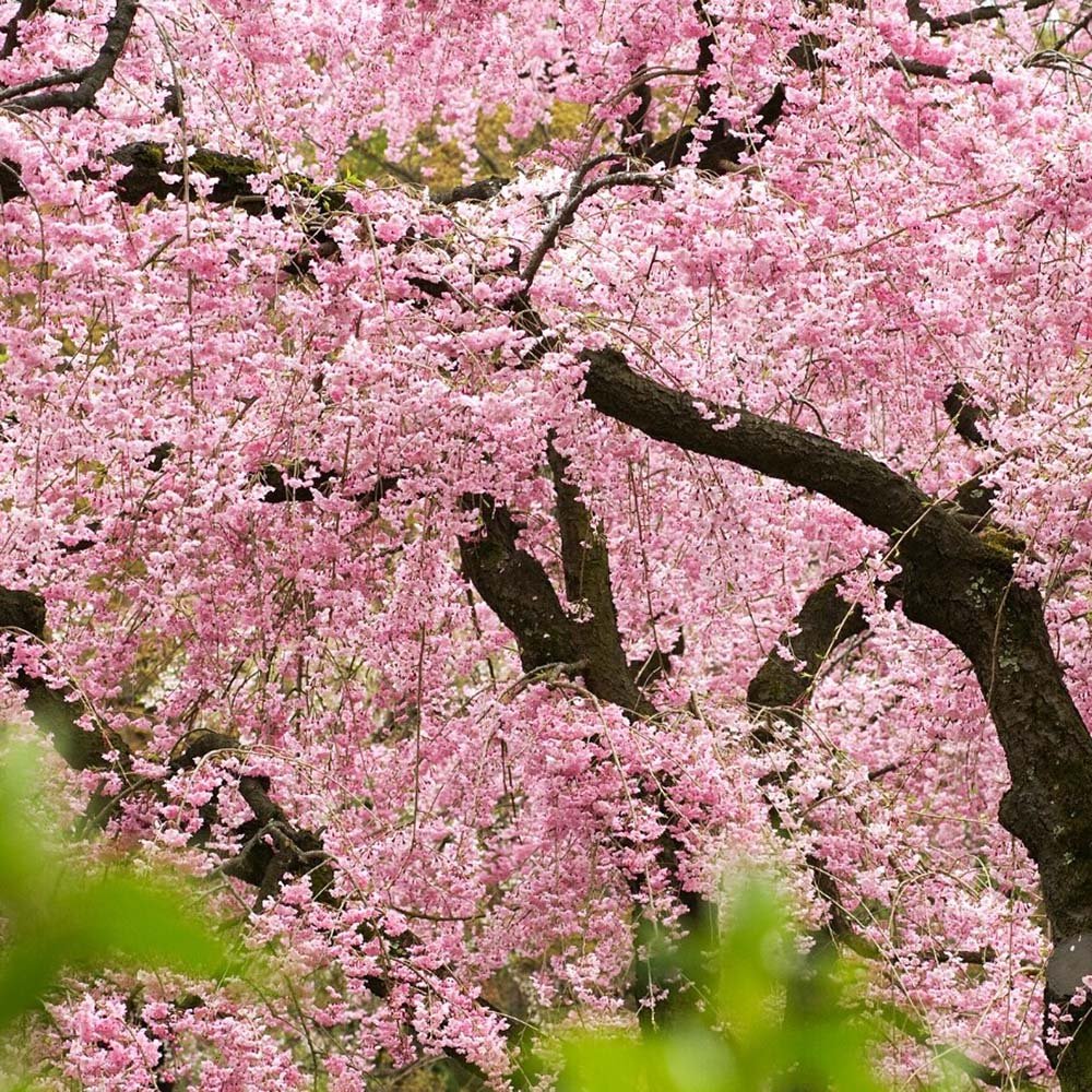 Copac Sakura, Cires Japonez plangator Kiku-Shidare-Zakura, cu flori roz duble, arbore ornamental de primavara, rezistent la ger - Image 8