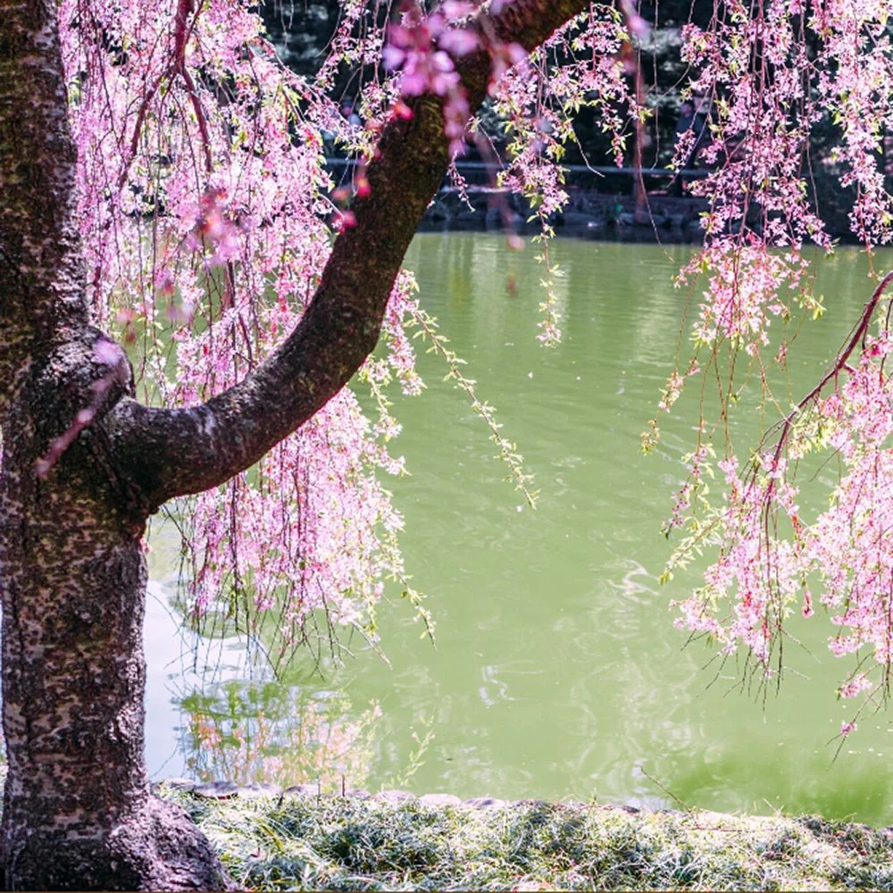 Copac Sakura, Cires Japonez plangator Kiku-Shidare-Zakura, cu flori roz duble, arbore ornamental de primavara, rezistent la ger - Image 9