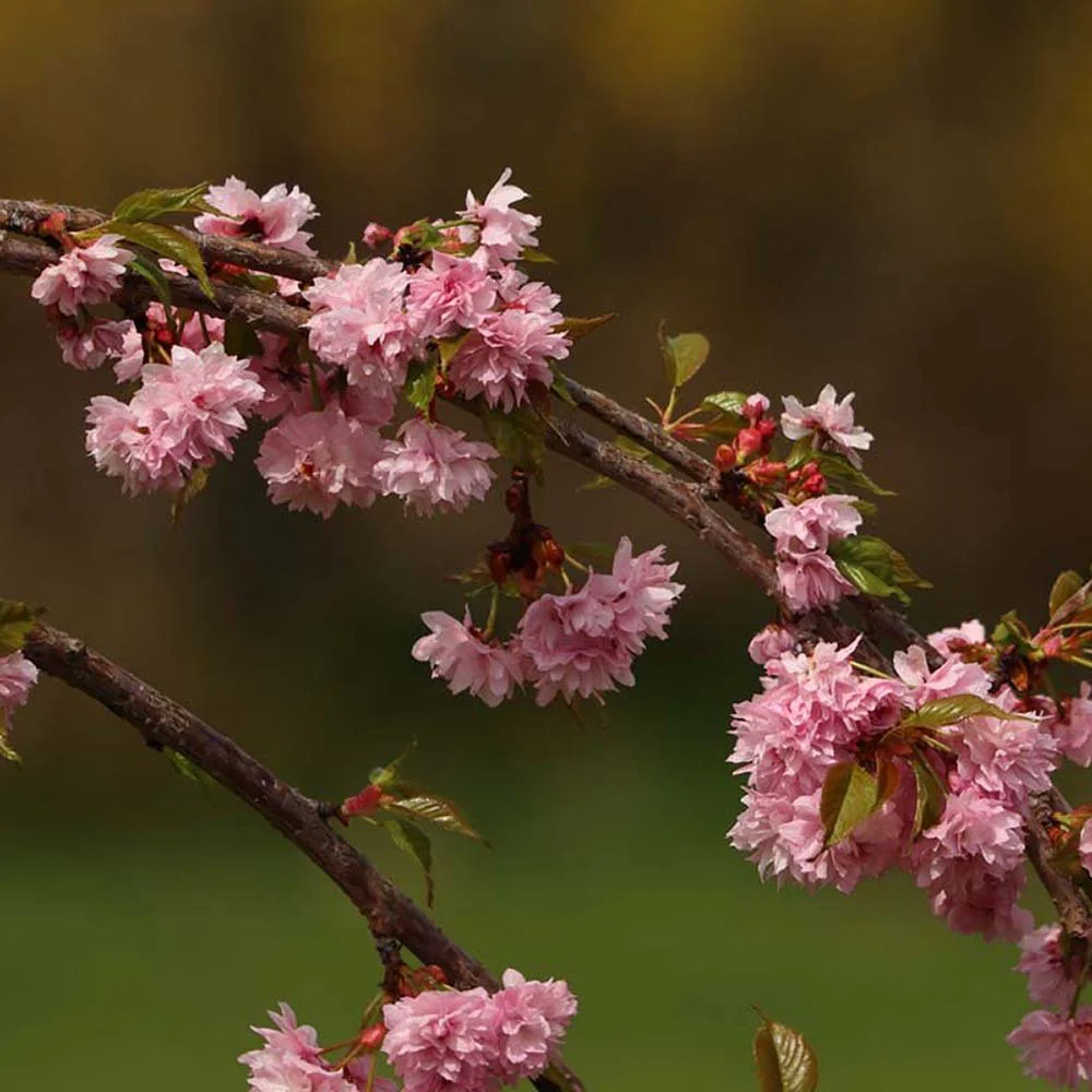 Copac Sakura, Cires Japonez Royal Burgundy, cu flori roz-albe si frunze burgundi - Image 10