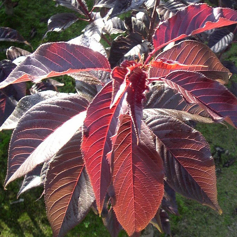 Copac Sakura, Cires Japonez Royal Burgundy, cu flori roz-albe si frunze burgundi - Image 11