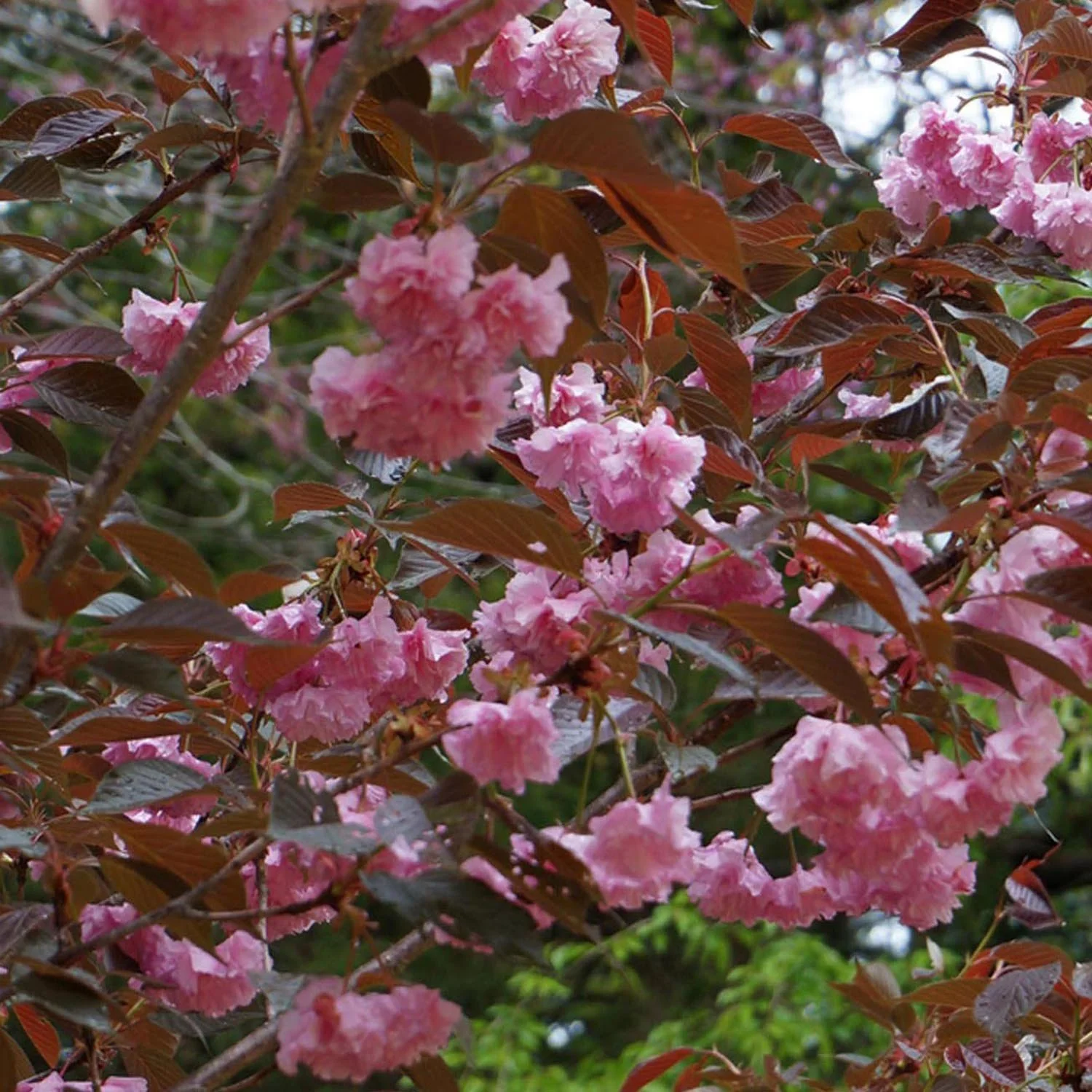 Copac Sakura, Cires Japonez Royal Burgundy, cu flori roz-albe si frunze burgundi - Image 12