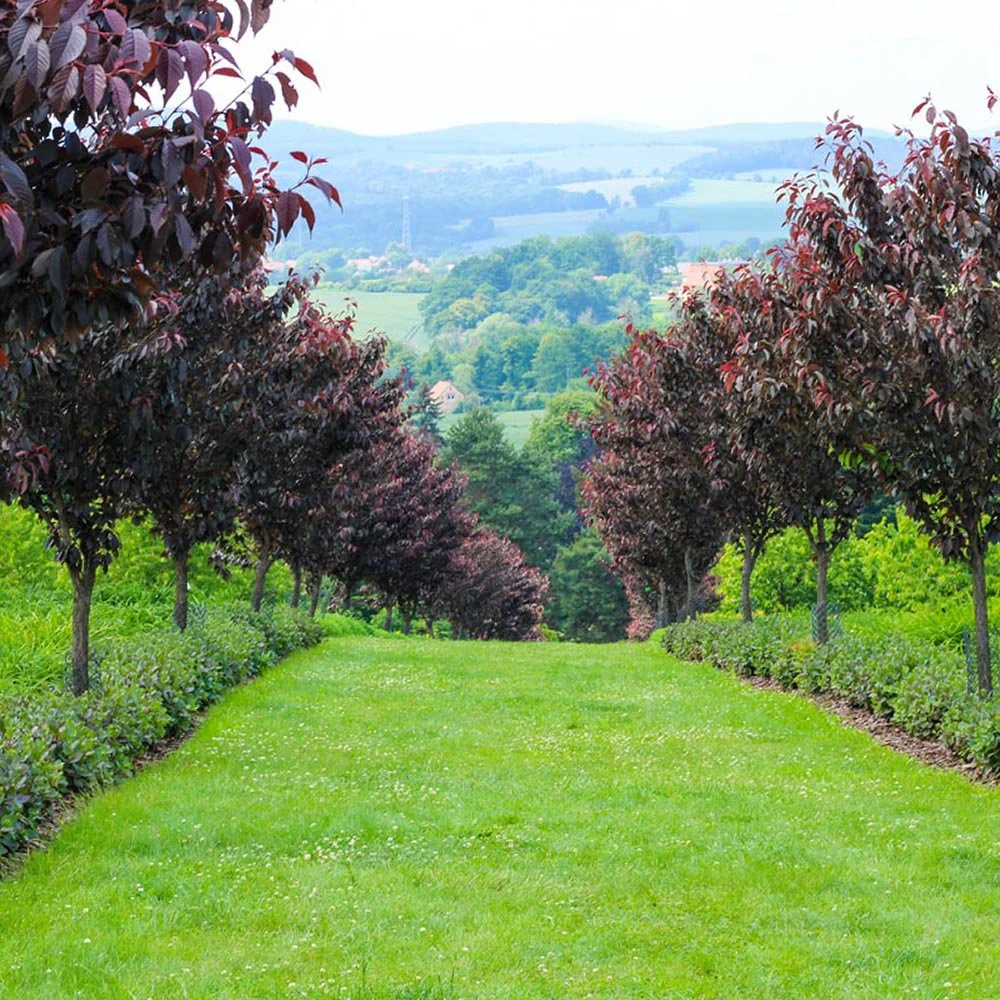 Copac Sakura, Cires Japonez Royal Burgundy, cu flori roz-albe si frunze burgundi - Image 13