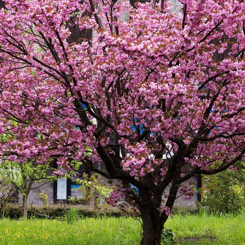 Copac Sakura, Cires Japonez Royal Burgundy, cu flori roz-albe si frunze burgundi - Image 3