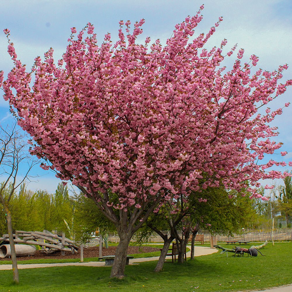 Copac Sakura, Cires Japonez Royal Burgundy, cu flori roz-albe si frunze burgundi - Image 4