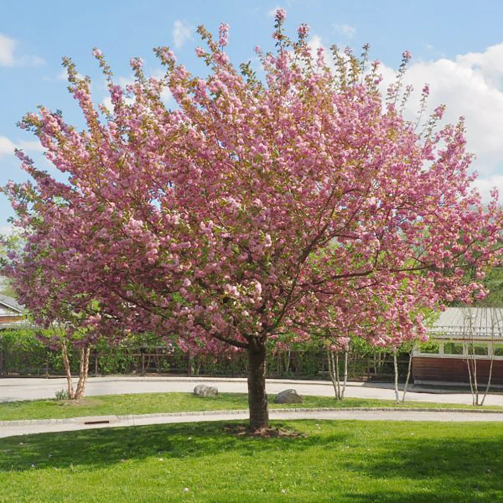 Copac Sakura, Cires Japonez Royal Burgundy, cu flori roz-albe si frunze burgundi - Image 6