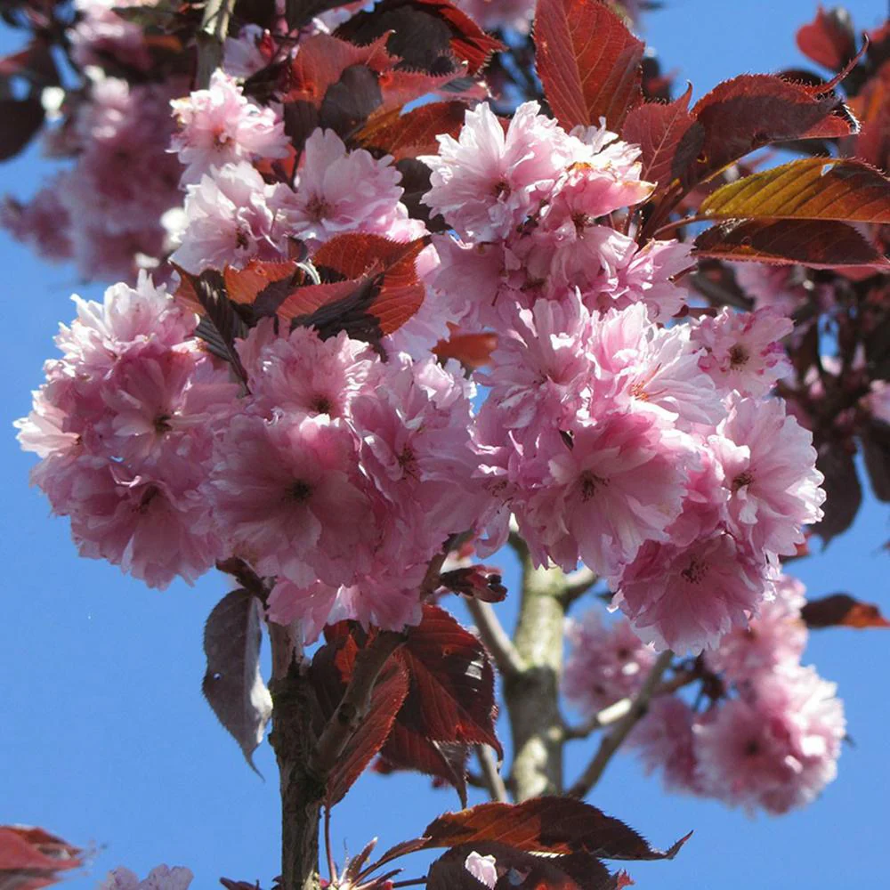 Copac Sakura, Cires Japonez Royal Burgundy, cu flori roz-albe si frunze burgundi - Image 8