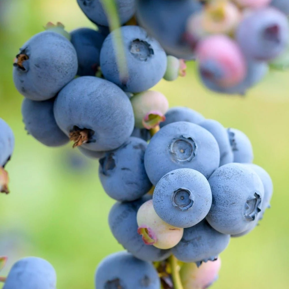 Afin Timpuriu Patriot (Vaccinium corymbosum), cu fructe dulci-acisoare, productie bogata, an 1 pe rod - Image 3