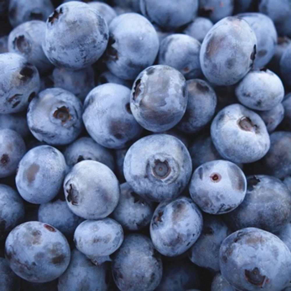 Afin Timpuriu Patriot (Vaccinium corymbosum), cu fructe dulci-acisoare, productie bogata, an 1 pe rod - Image 4