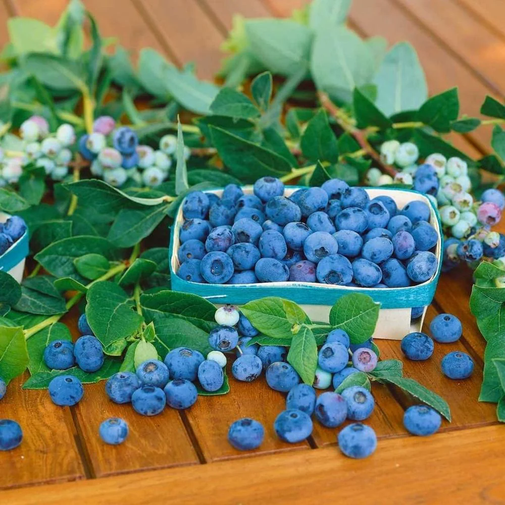 Afin Timpuriu Patriot (Vaccinium corymbosum), cu fructe dulci-acisoare, productie bogata, an 1 pe rod - Image 5