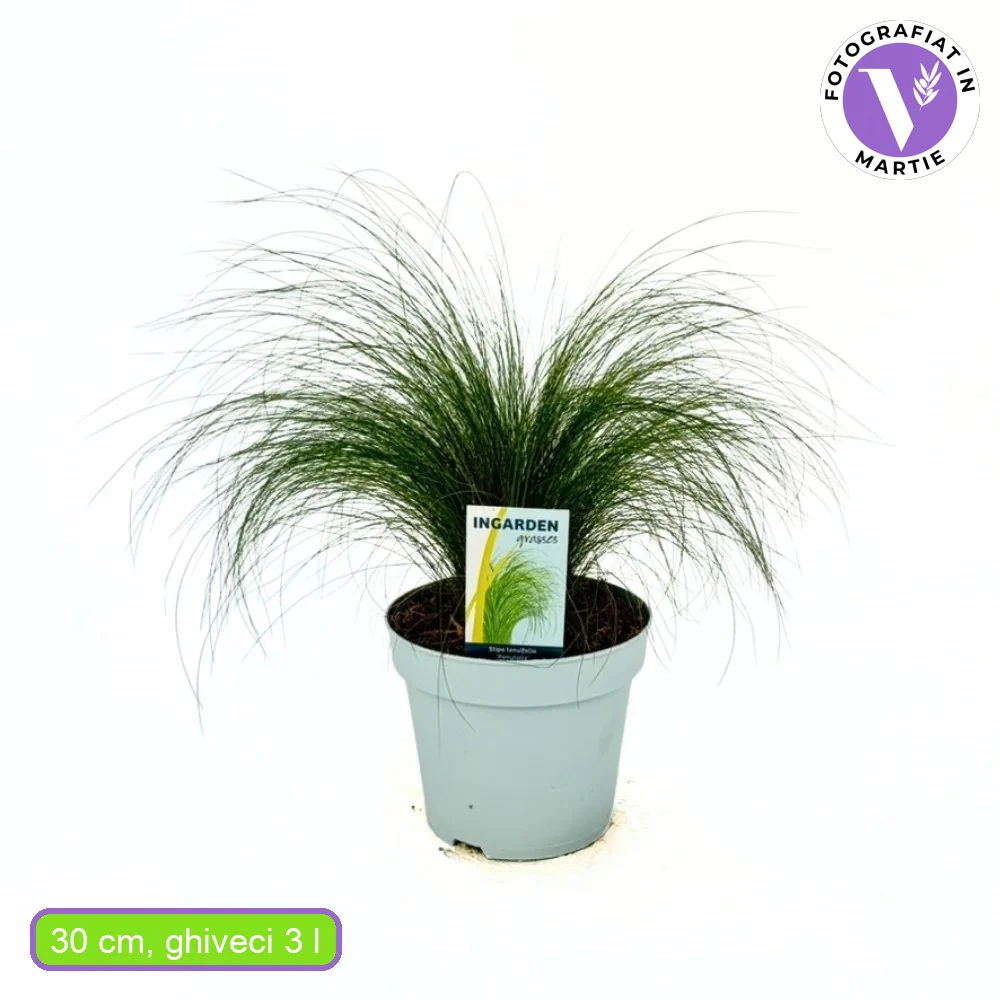 Iarba ornamentala coada de Ponei (Stipa Tenuissima Pony Tails), frunzis fin, matasos, asemanator unei coame de cal, crestere rapida - Image 10