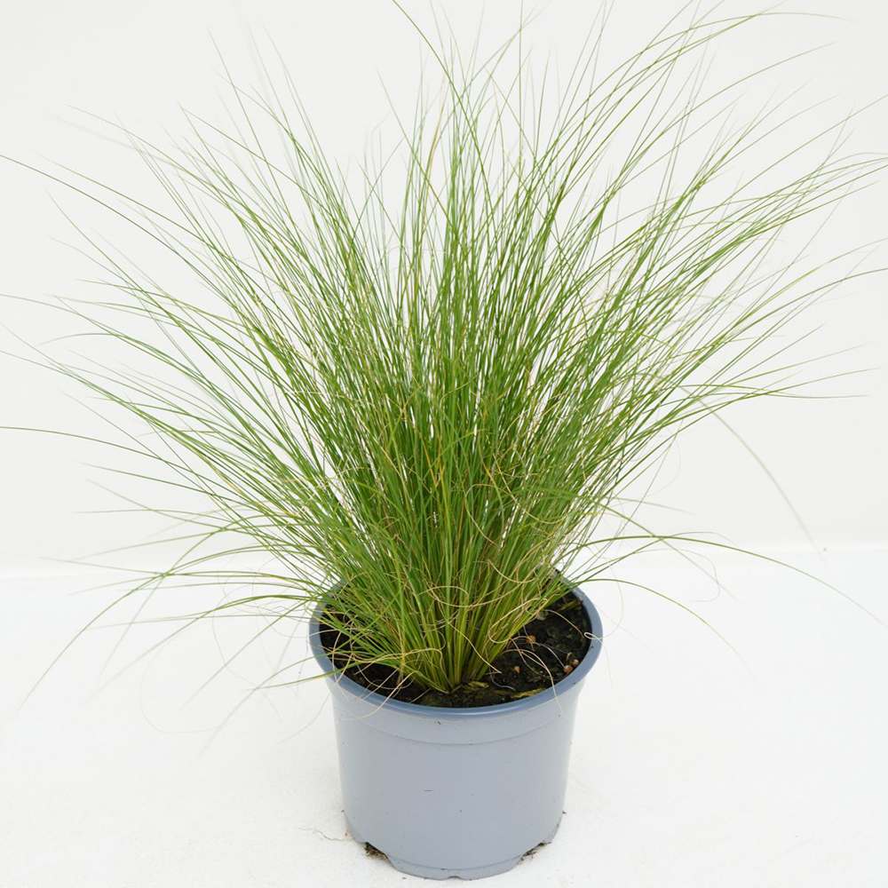 Iarba ornamentala coada de Ponei (Stipa Tenuissima Pony Tails), frunzis fin, matasos, asemanator unei coame de cal, crestere rapida - Image 11