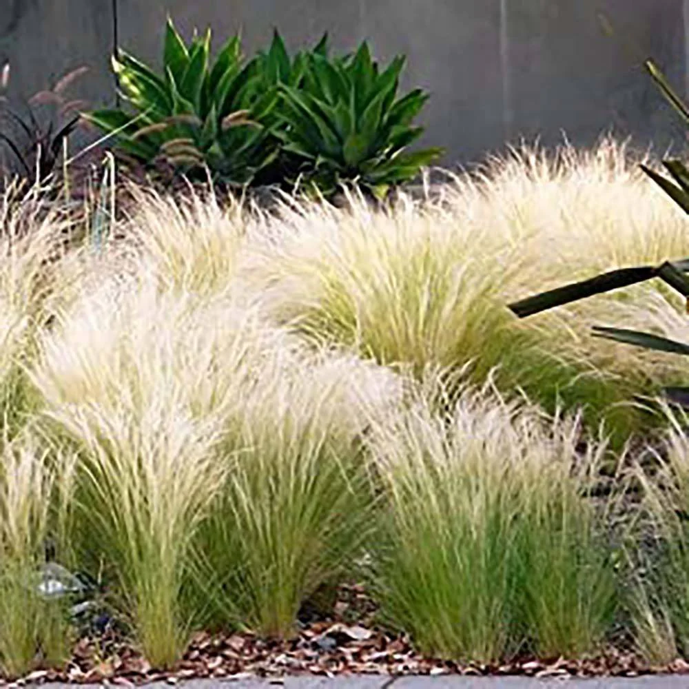 Iarba ornamentala coada de Ponei (Stipa Tenuissima Pony Tails), frunzis fin, matasos, asemanator unei coame de cal, crestere rapida - Image 3
